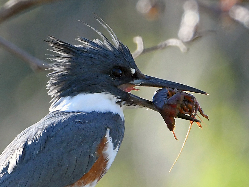 Kingfisher3.jpg