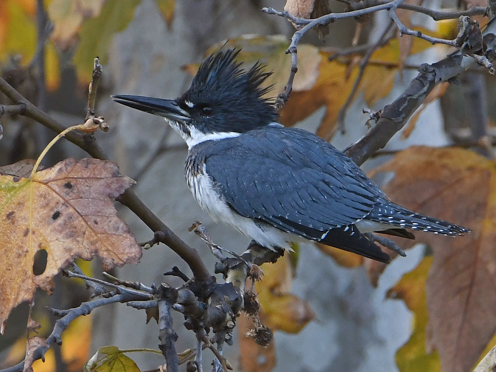 KIngfisher3.jpg