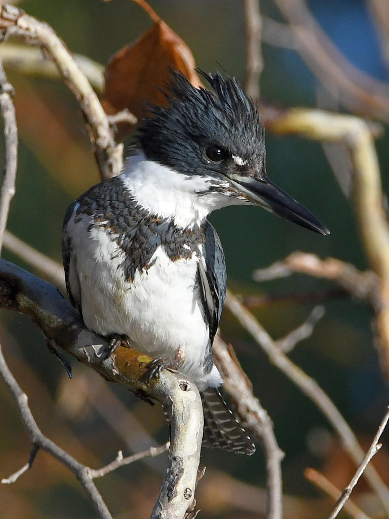 KingFisher3.jpg