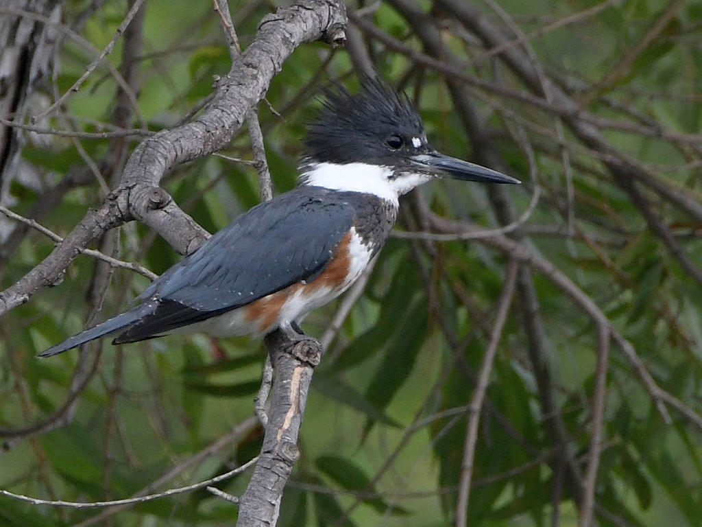 Kingfisher3.jpg