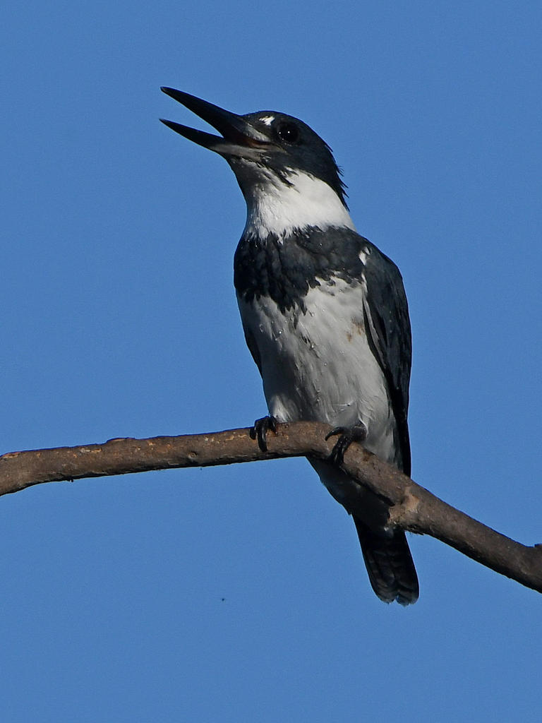 Kingfisher3.jpg