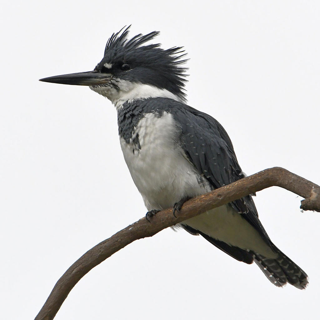 Kingfisher3.jpg