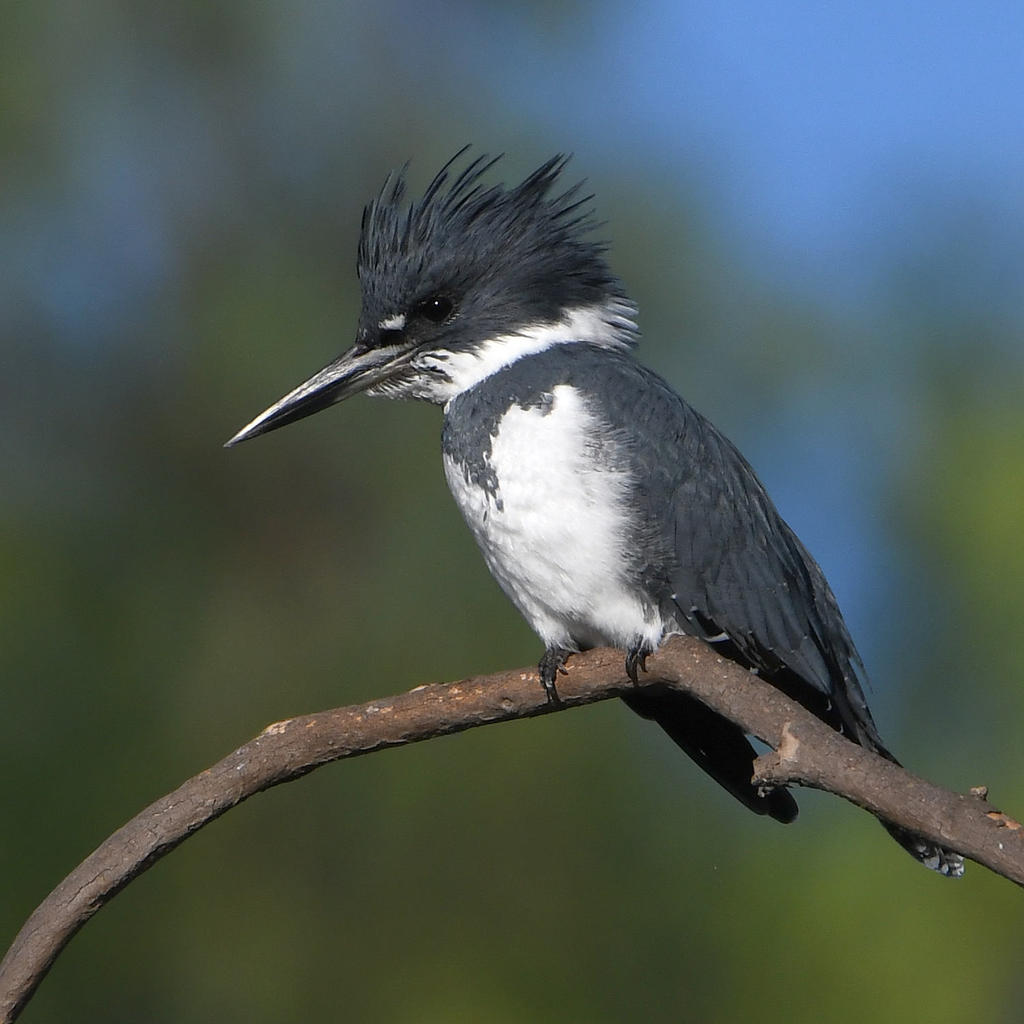 Kingfisher3.jpg