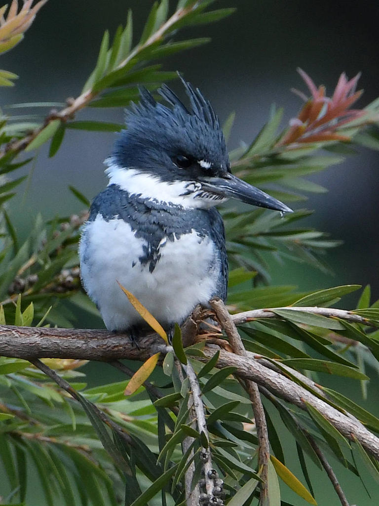 Kingfisher3.jpg