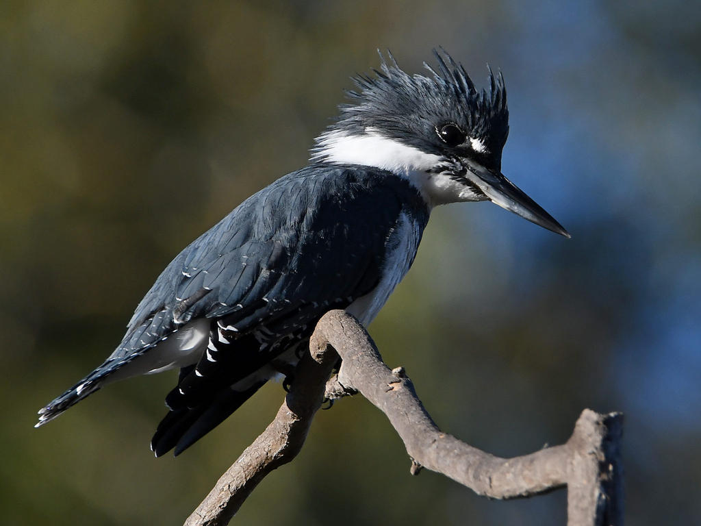 Kingfisher3.jpg