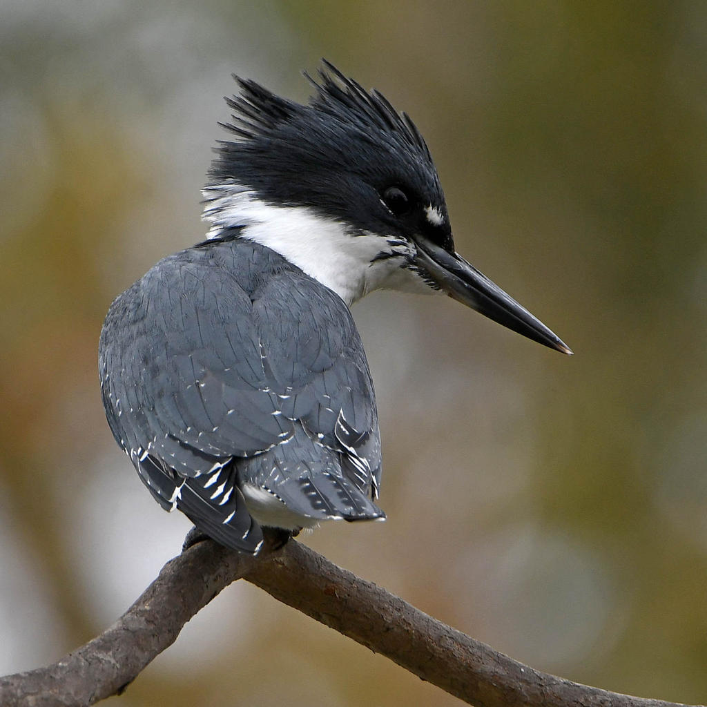 Kingfisher3.jpg