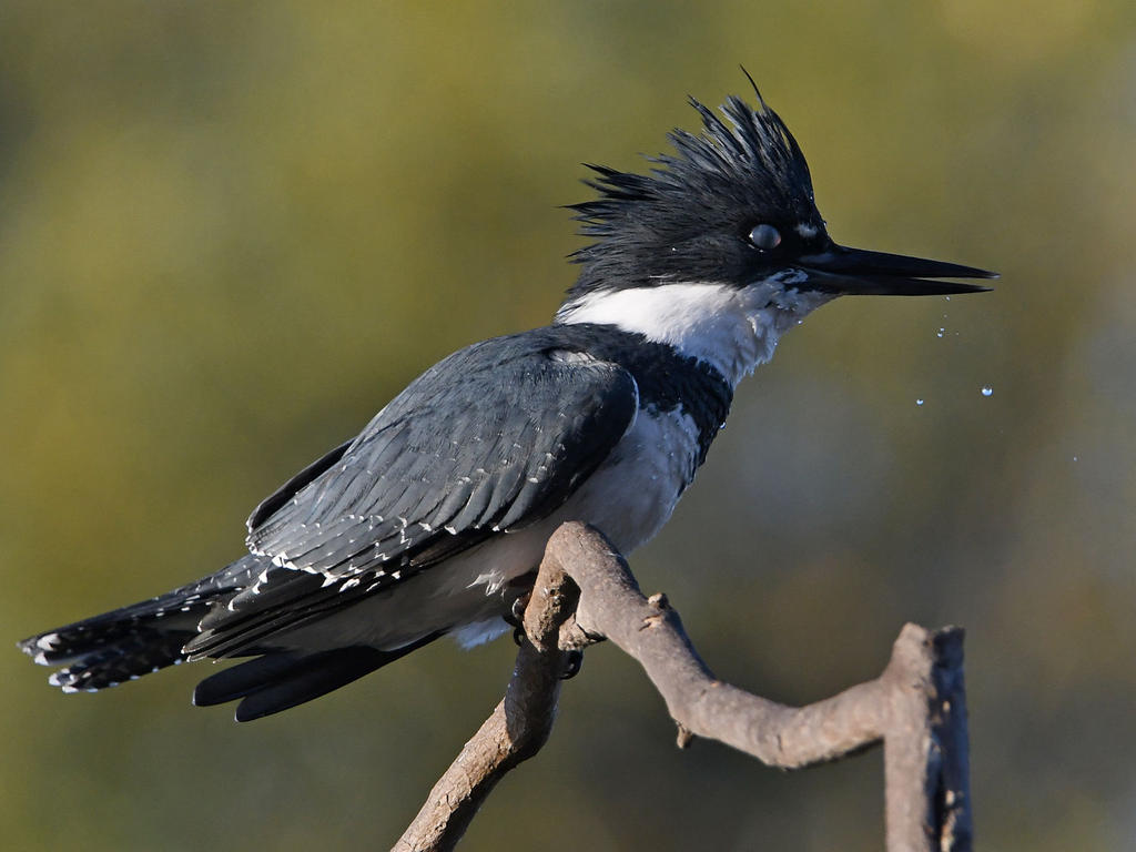 Kingfisher3.jpg
