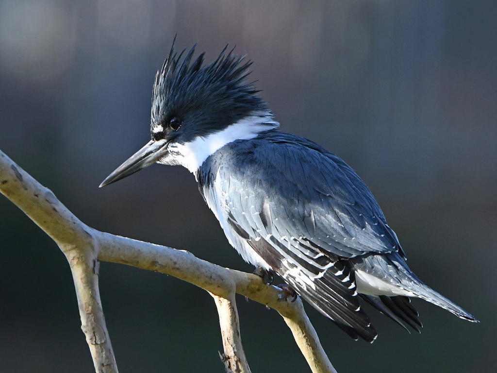 Kingfisher3.jpg