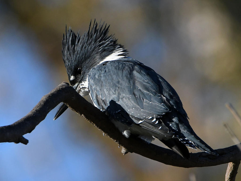 Kingfisher3.jpg