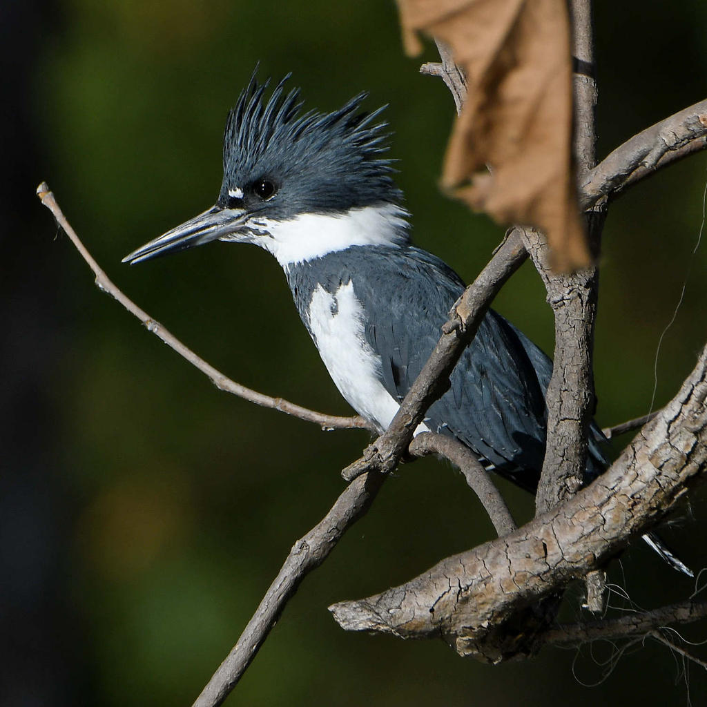 Kingfisher3.jpg