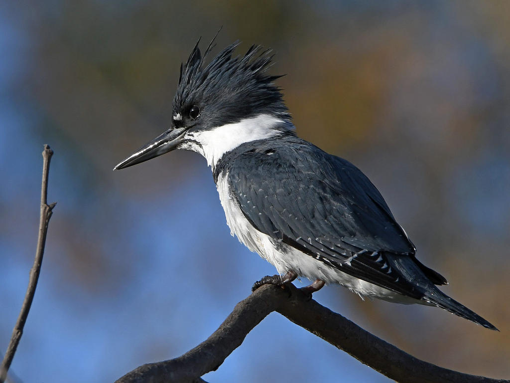 Kingfisher3.jpg