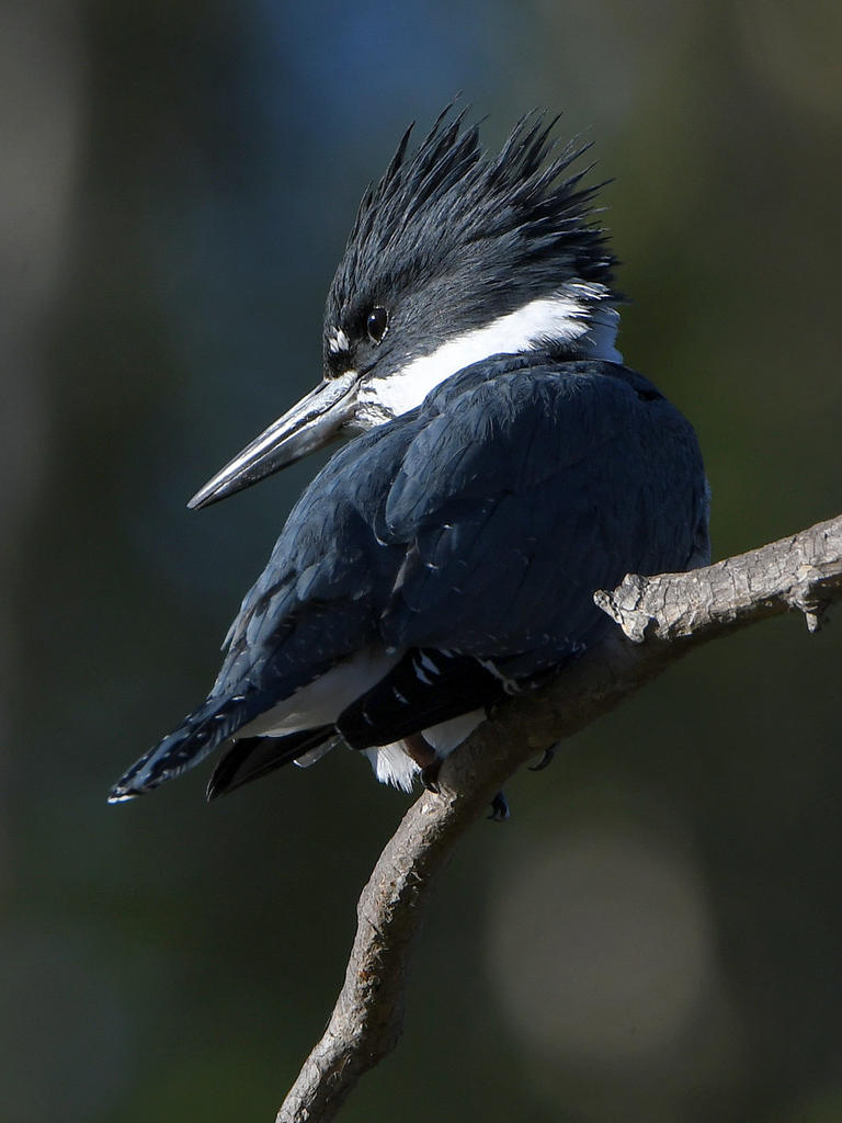 Kingfisher3.jpg
