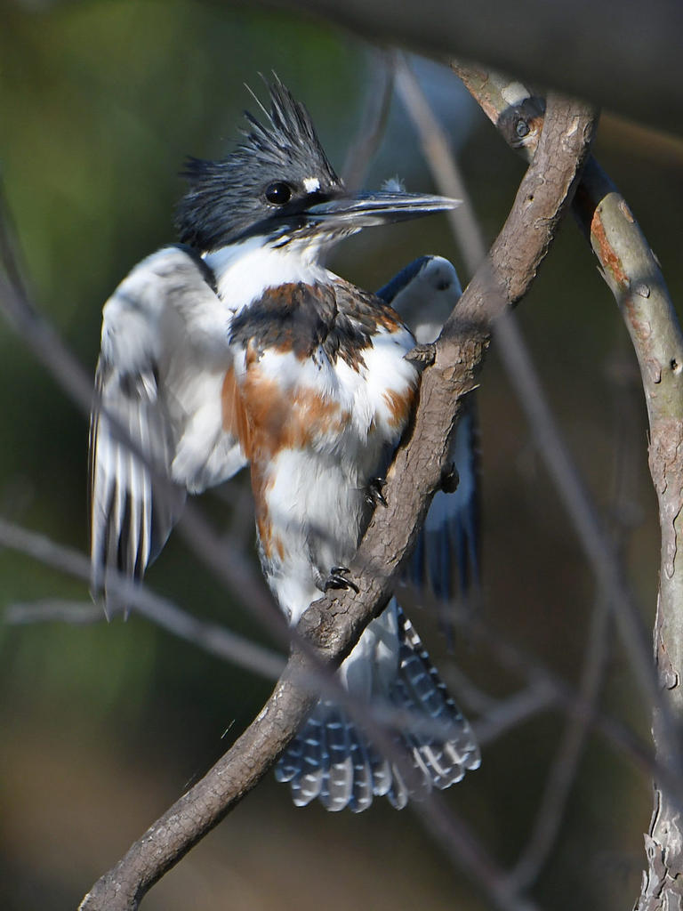 Kingfisher3.jpg