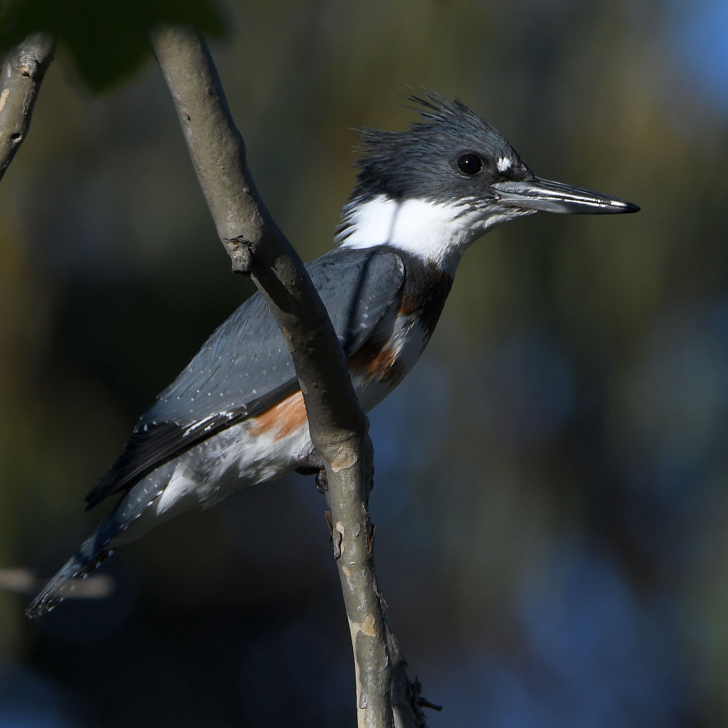 Kingfisher3.jpg
