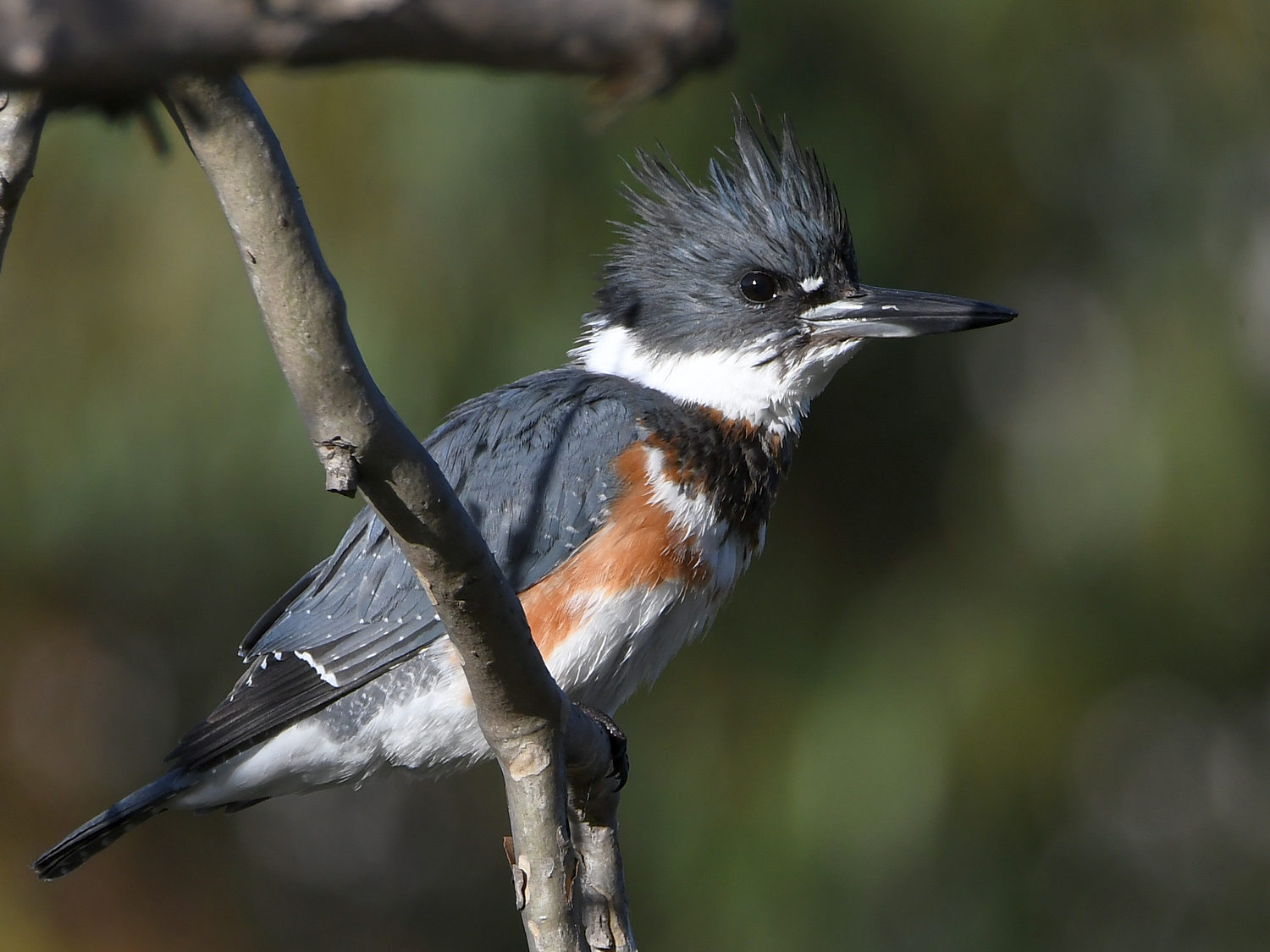 Kingfisher3.jpg
