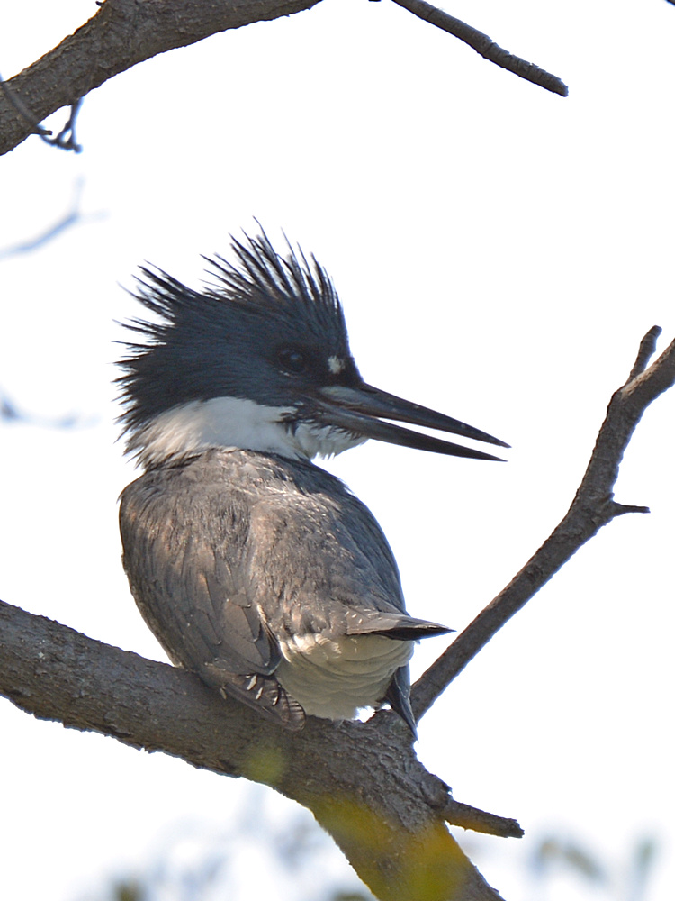 Kingfisher4.jpg