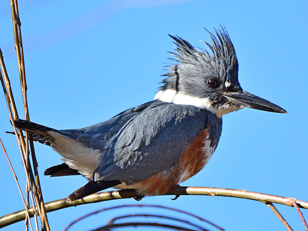 Kingfisher4.jpg