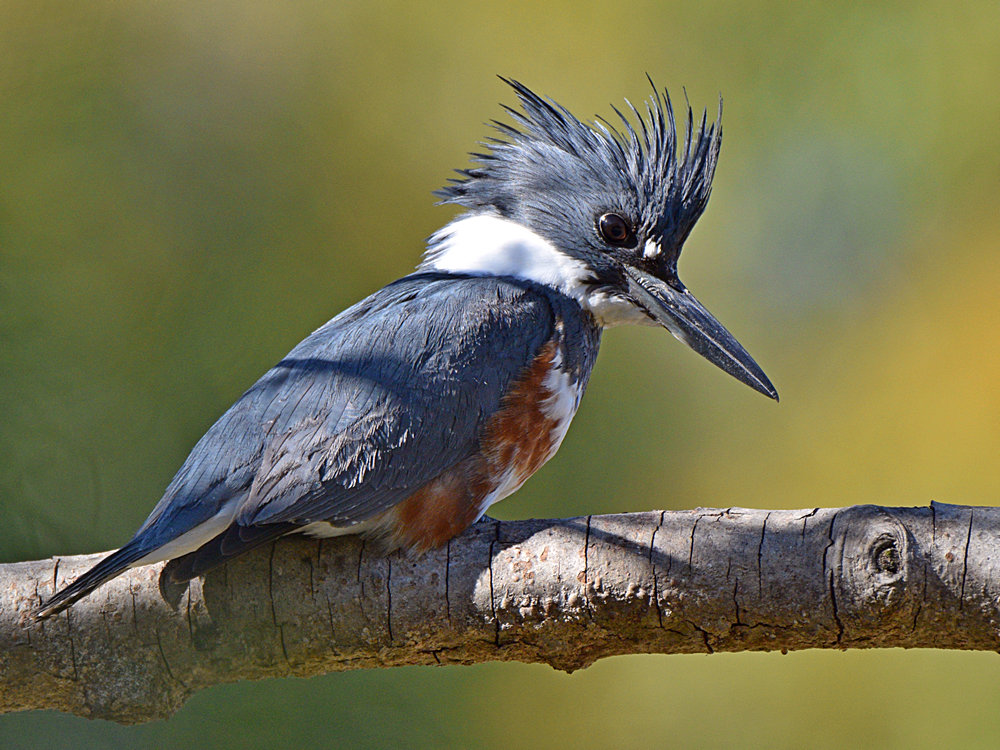 Kingfisher4.jpg