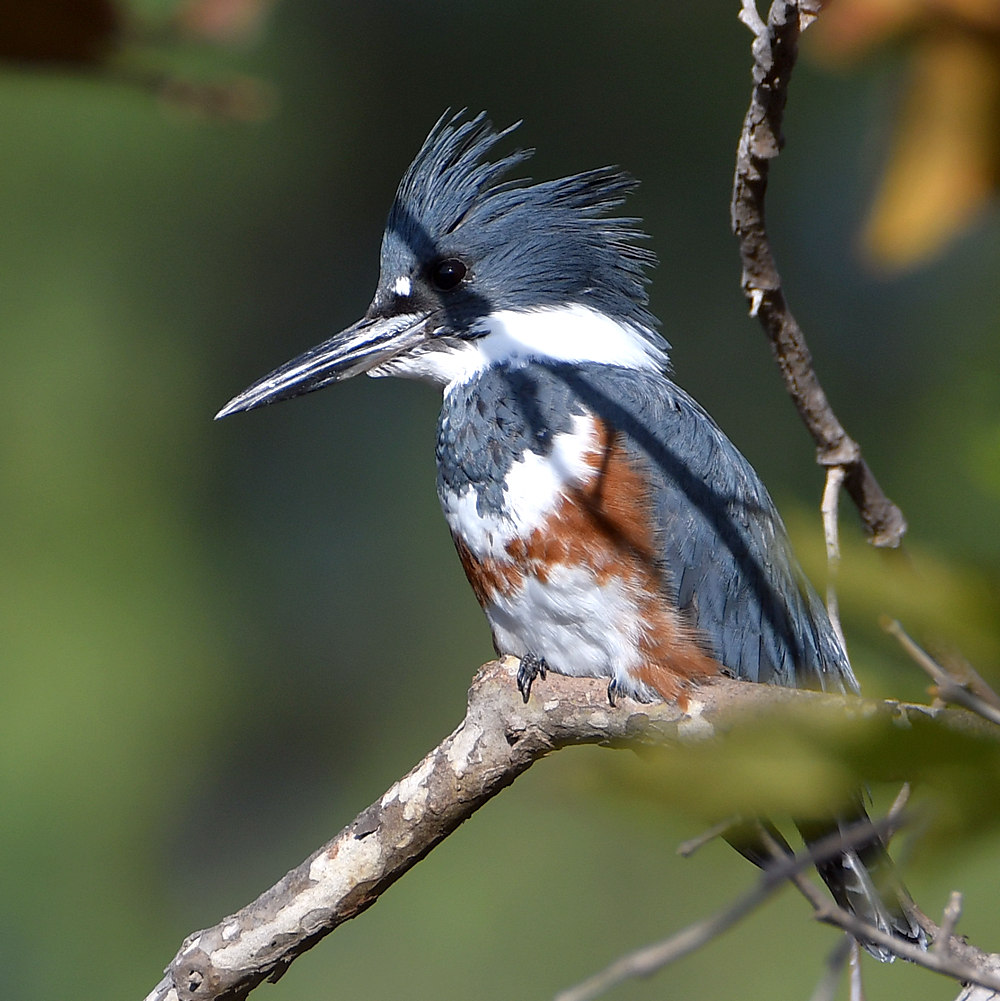 Kingfisher4.jpg