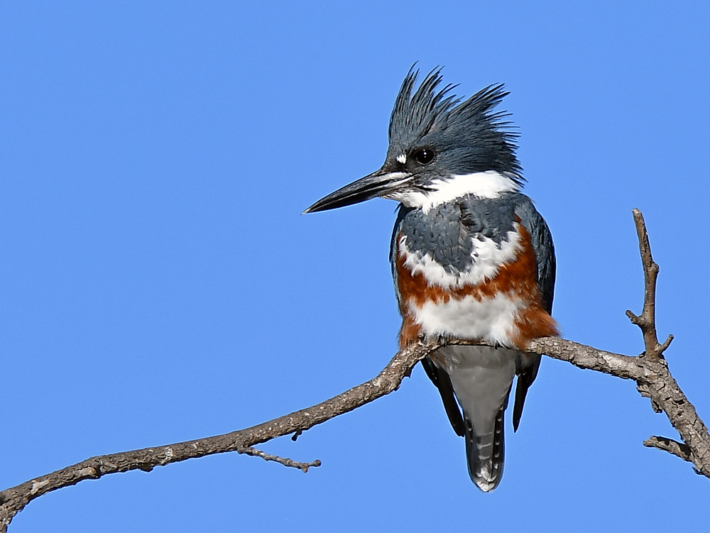Kingfisher4.jpg