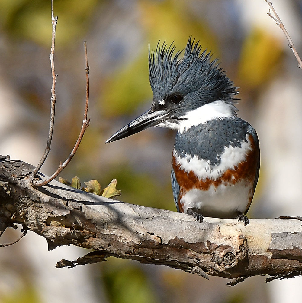 Kingfisher4.jpg