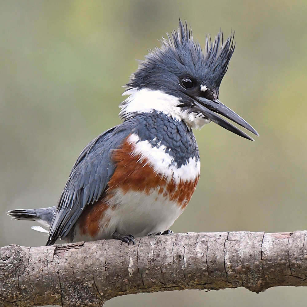 Kingfisher4.jpg