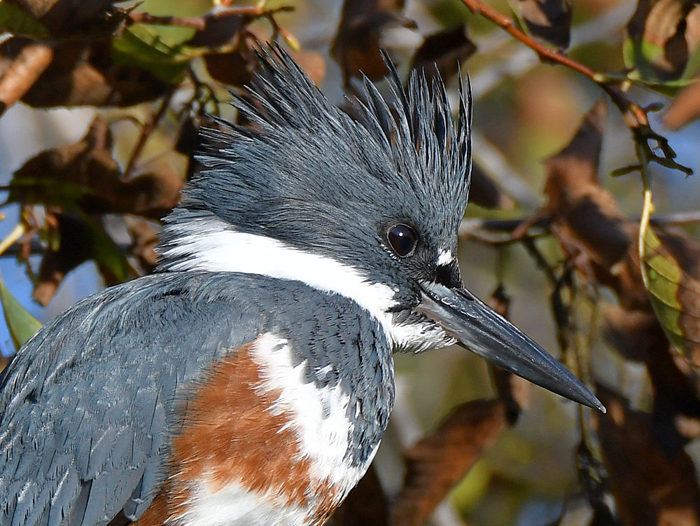 Kingfisher4.jpg