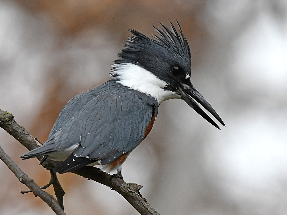 Kingfisher4.jpg