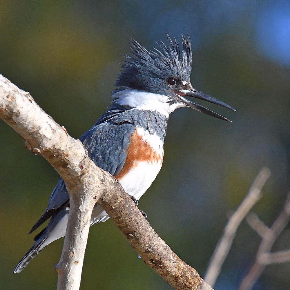 Kingfisher4.jpg