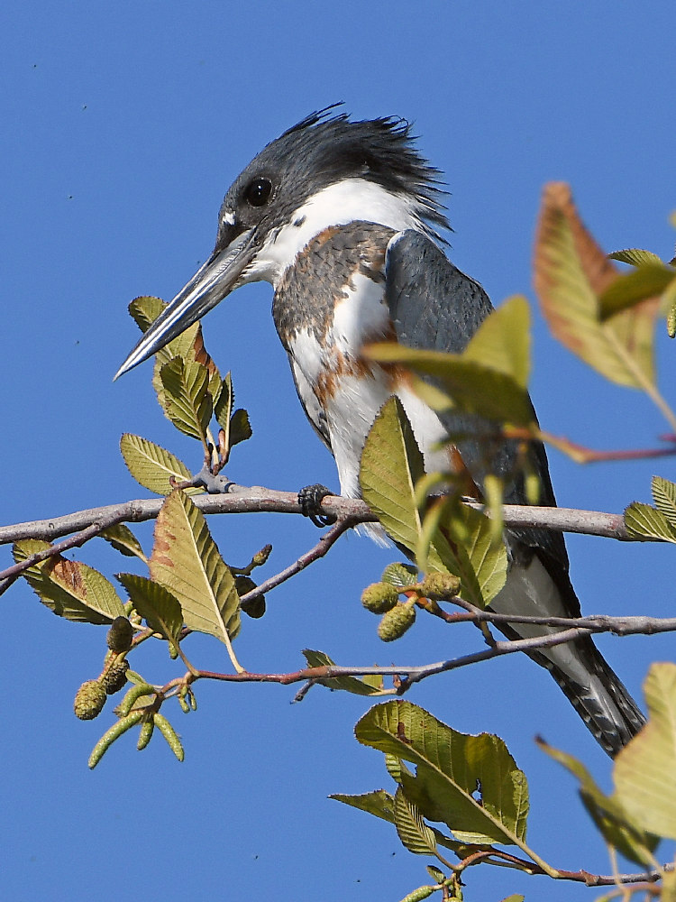 Kingfisher4.jpg