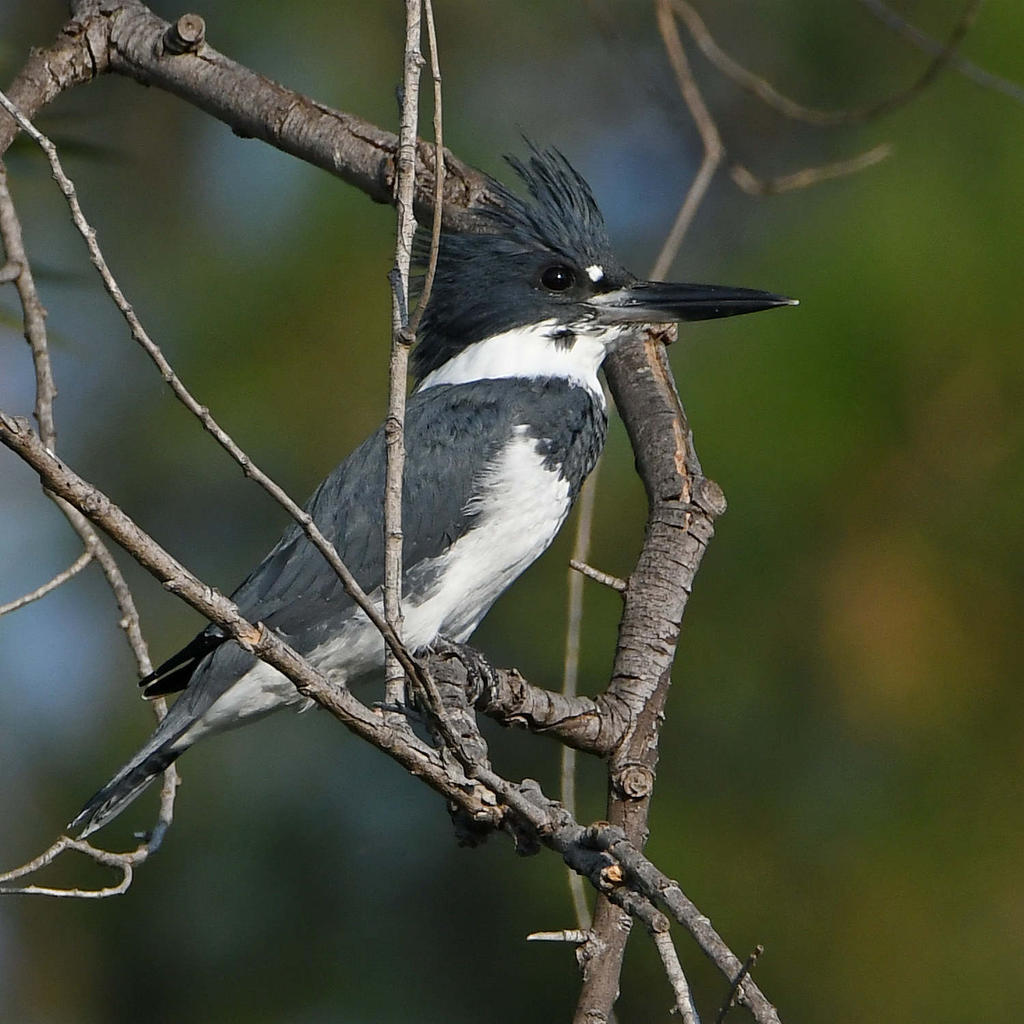 Kingfisher4.jpg