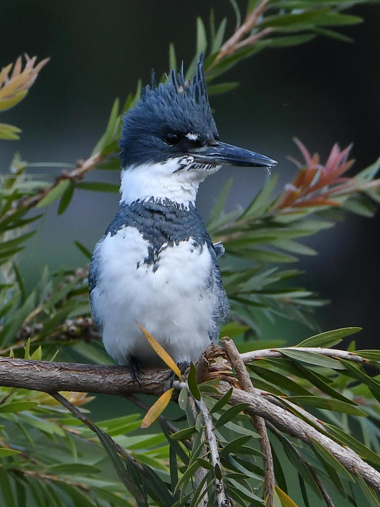 Kingfisher4.jpg