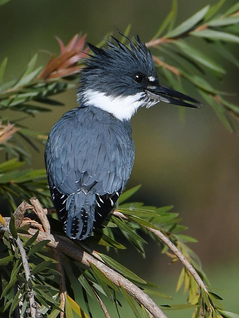 Kingfisher4.jpg