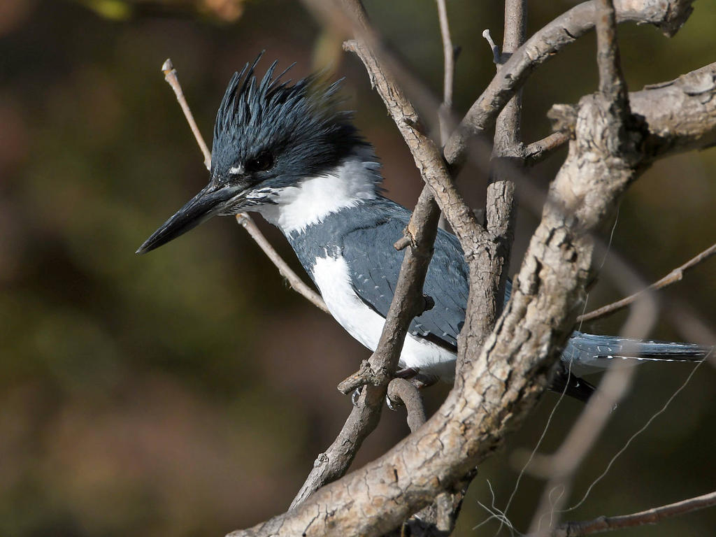 Kingfisher4.jpg