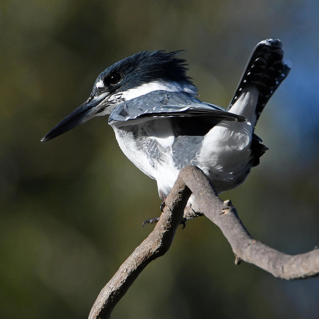 Kingfisher4.jpg