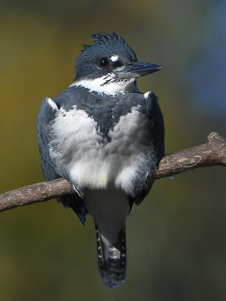 Kingfisher4.jpg