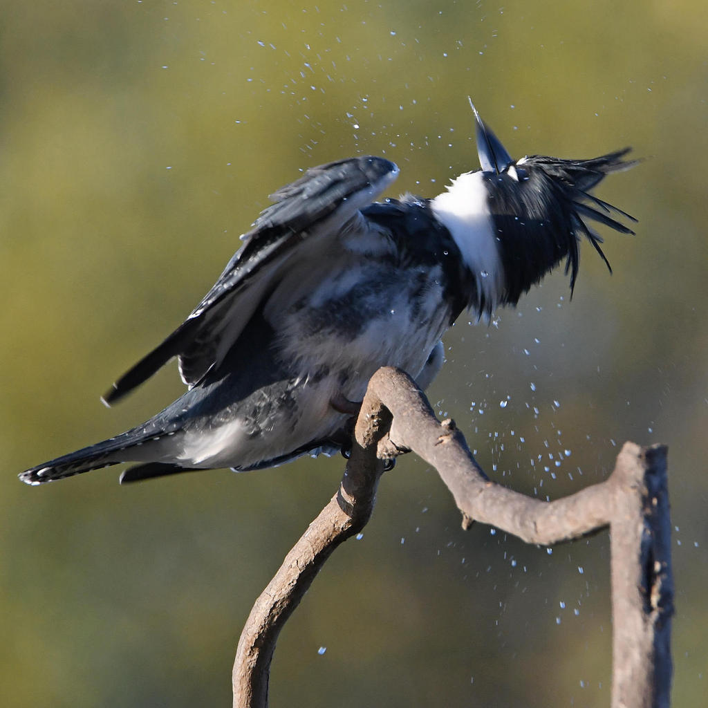 Kingfisher4.jpg