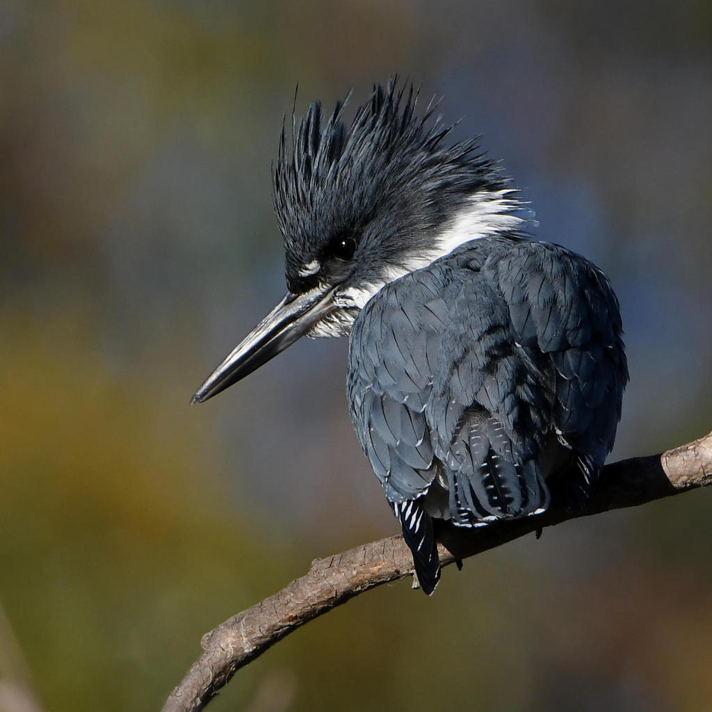 Kingfisher4.jpg