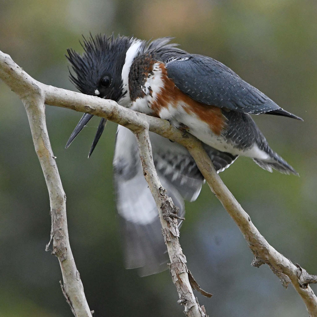 Kingfisher4.jpg