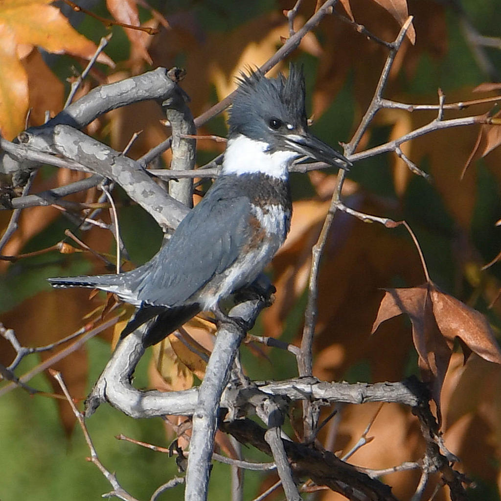 Kingfisher4.jpg