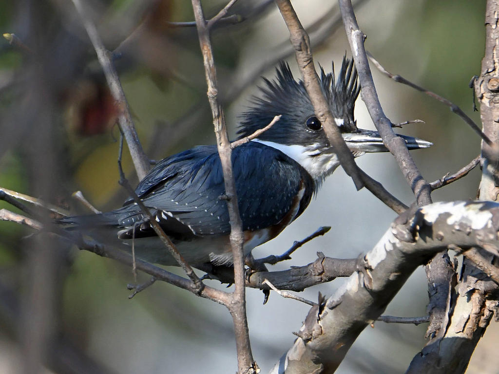 Kingfisher4.jpg