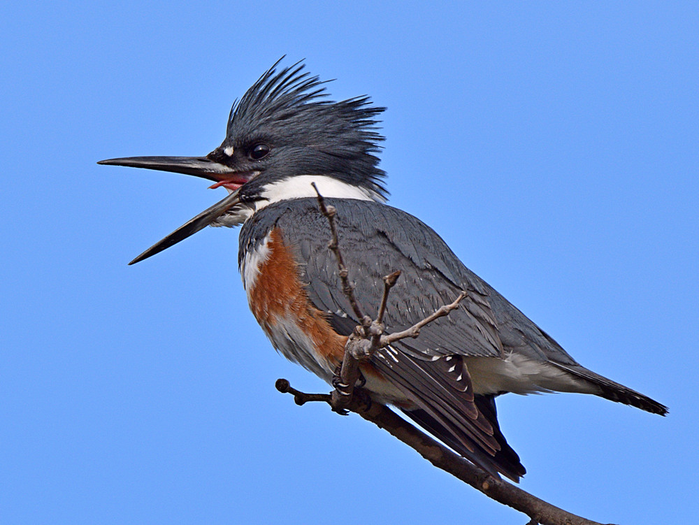 Kingfisher4_2016_01_21.jpg