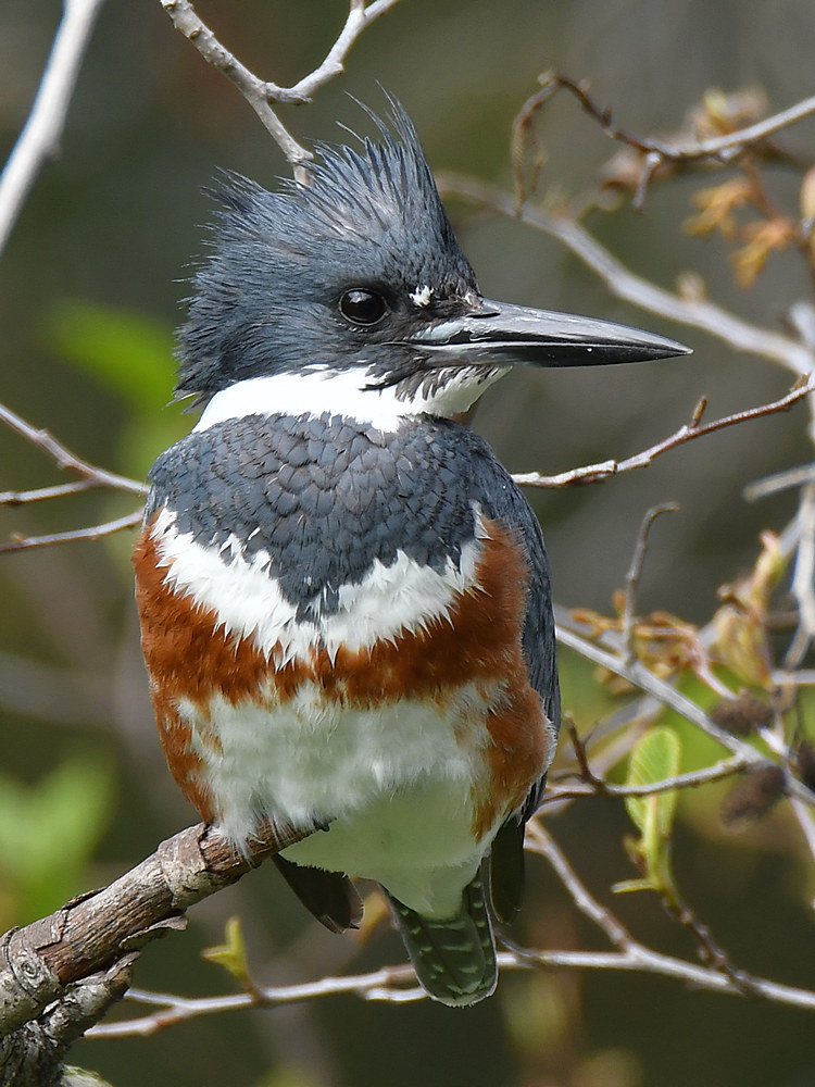 Kingfisher4_2017_02_26.jpg