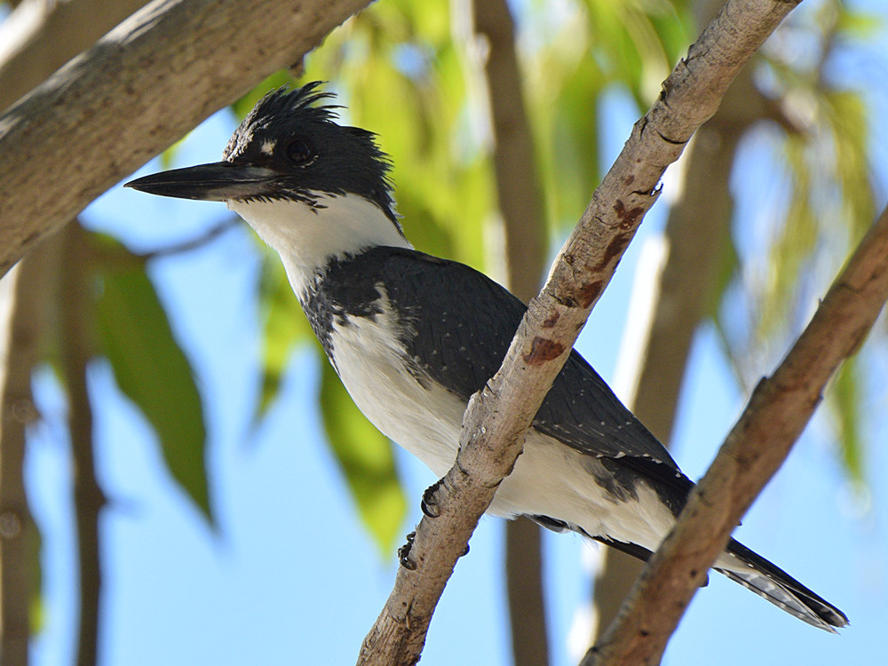 Kingfisher5.jpg