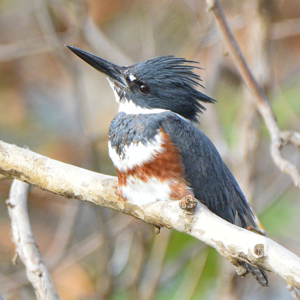 Kingfisher5.jpg