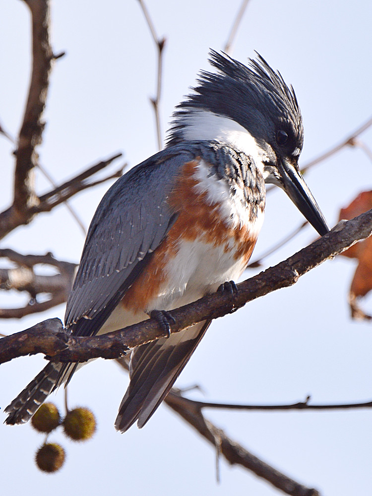 Kingfisher5.jpg