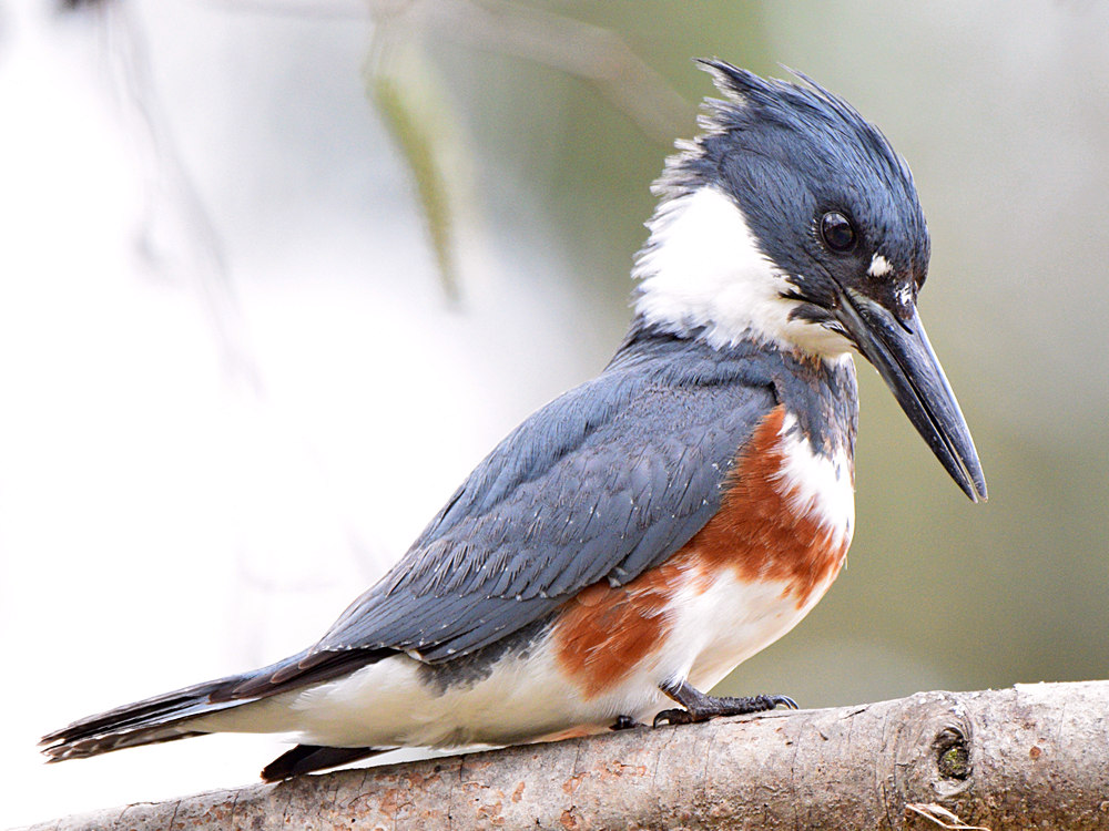 Kingfisher5.jpg