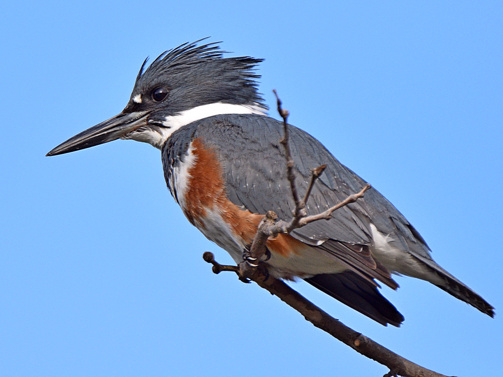 Kingfisher5.jpg