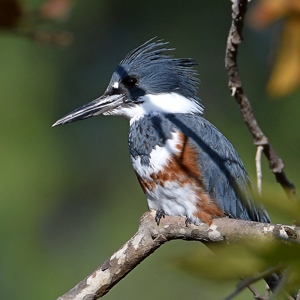 Kingfisher5.jpg