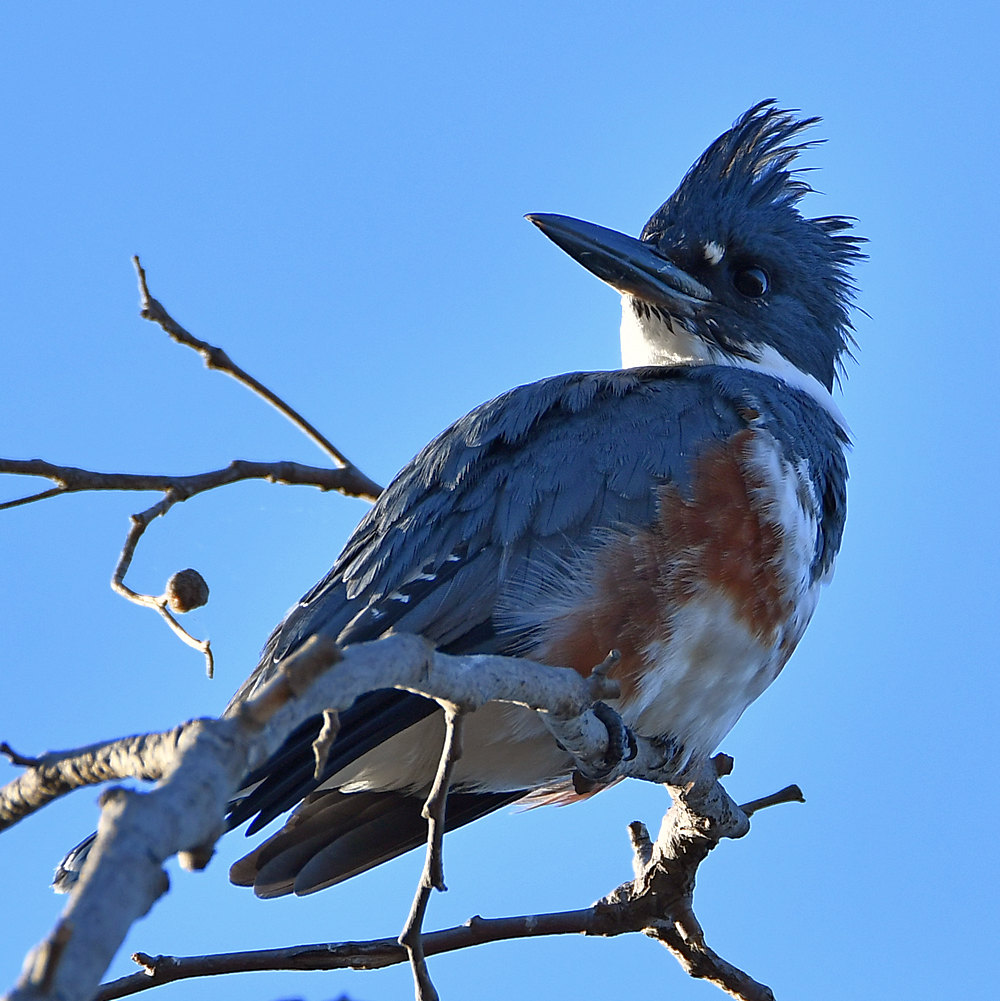 Kingfisher5.jpg